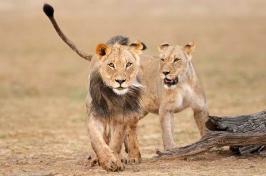 Two lion cubs walk across a field in Africa.